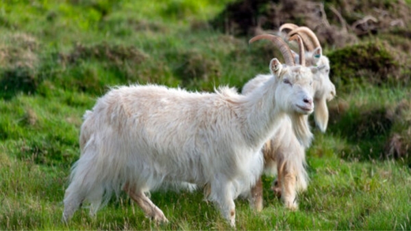 World Most Expensive Goat Ever Sold rs 70 lac World Most Expensive Goat Ever Sold rs 70 lac
