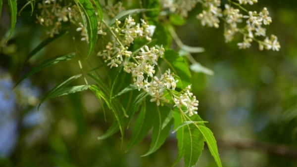 What Are The Benefits of Neem Flower
