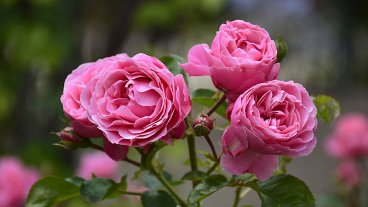 How To Keep Your Roses Healthy in summer in hindi How To Keep Your Roses Healthy in summer in hindi