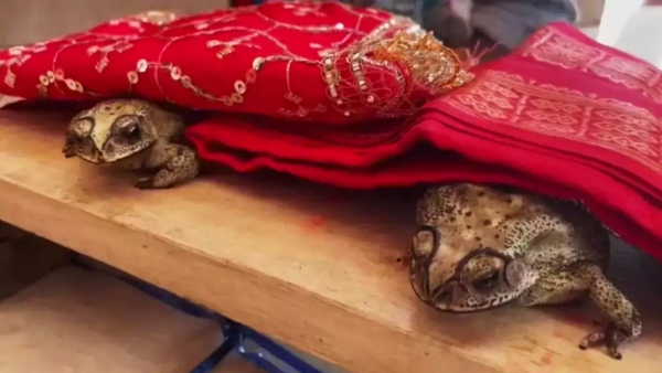 Frog Wedding in UP s Varanasi