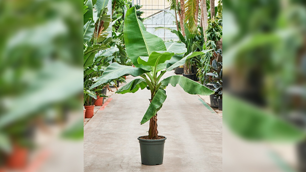 5 Plants You Should Grow During This Holy Month