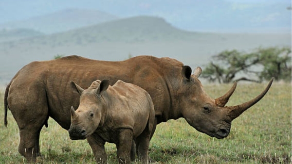 Which Animal gives black milk Know the answer