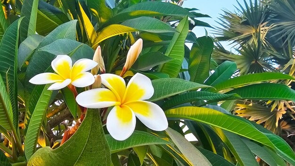 Sawan 2024 5 Plants You Should Grow During This Holy Month