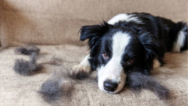 How to tackle dog hairfall in Rainy Season
