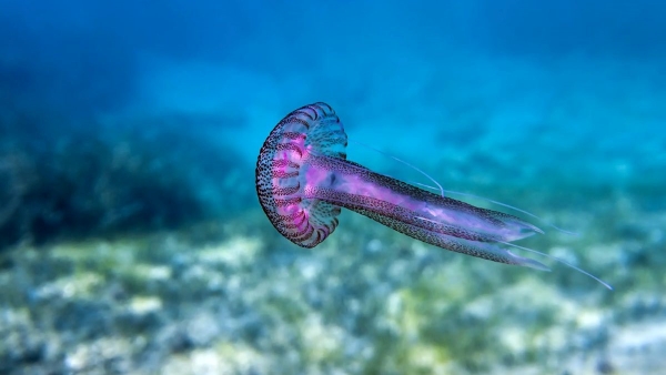 How Dangerous are jellyfish stings to Human