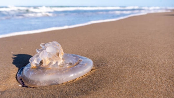 How Dangerous are jellyfish stings to Human