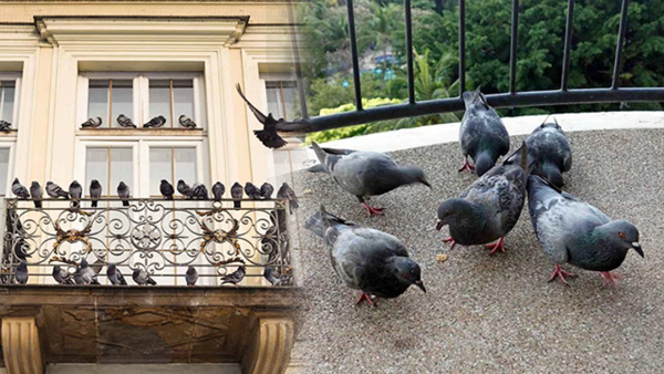Kabutar Ko Dana Khilana Shubh Ya Ashubh Feeding Pigeons at terrace is good or bad