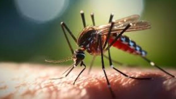 reasons mosquitoes bite some people more than others
