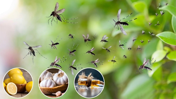 What is the Natural and fastest way to kill mosquitoes in Rainy Season