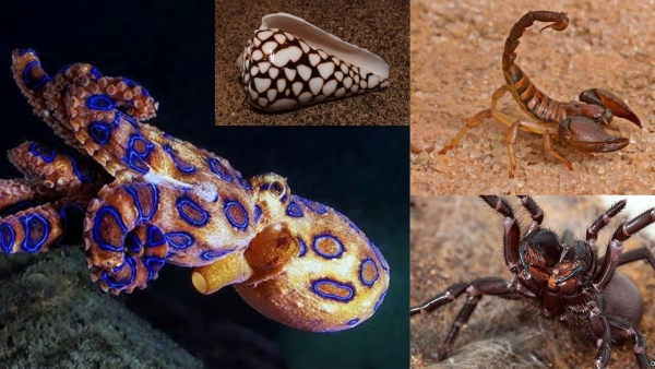 5 most venomous animals on Earth