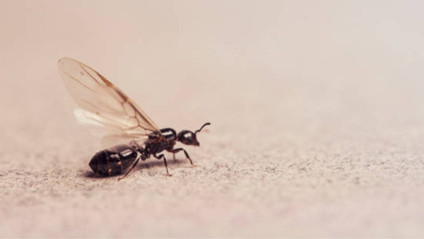 4 Ways to get rid of flying insects in rainy season