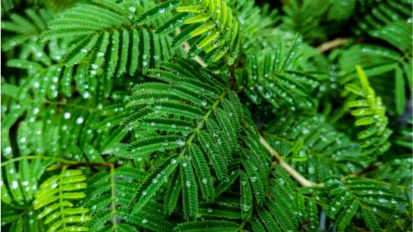 5 Plants You Should Grow During This Holy Month