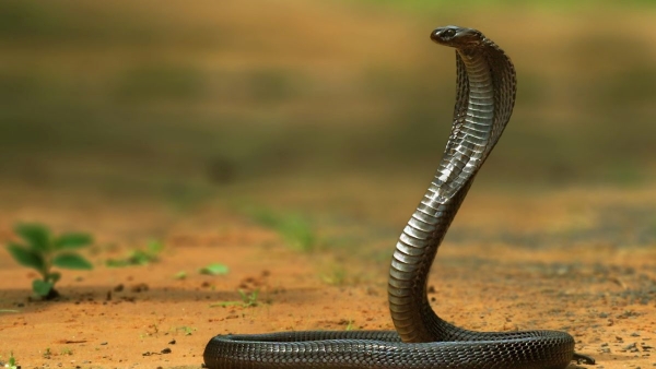 UP man survives five snake bites in 45 days