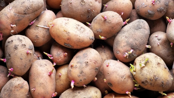 Can You Eat Sprouted Potatoes