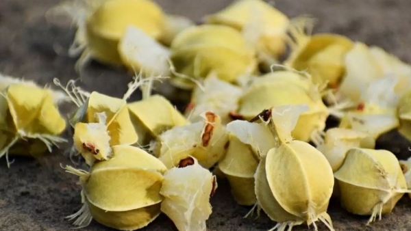 5 ways to Add Amla Seeds in Your Diet