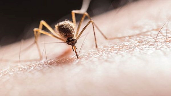 What is the deadly eastern equine encephalitis Or