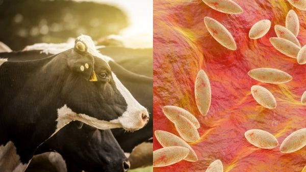 Gujarat susceptible to Malta fever Or Brucellosis