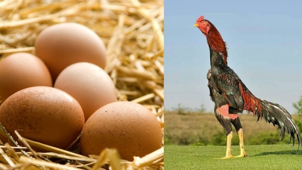 Most Expensive Aseel Murga Breed