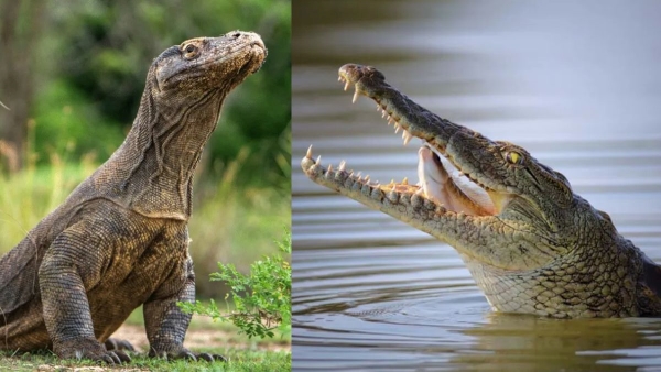 How some animals have virgin births