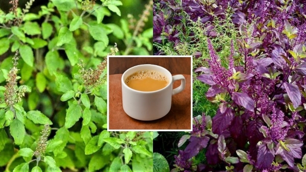 Rama Or Shyama Tulsi Which is healthier