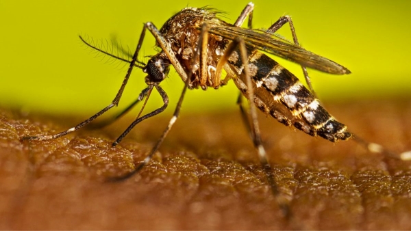 Karnataka declares dengue an epidemic