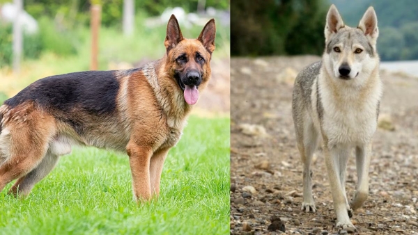 What s the Difference Between Dog and Wolf