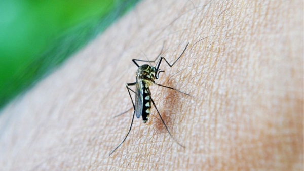 This European country has no mosquitoes