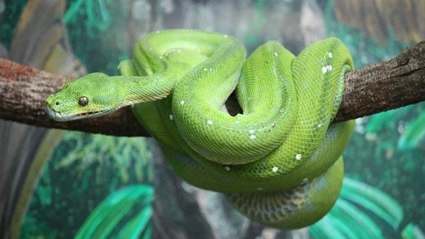 Why do snakes live on sandalwood trees