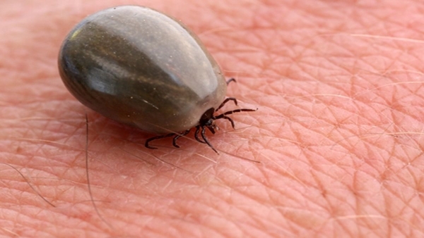 What is Wetland Virus What is Wetland Virus