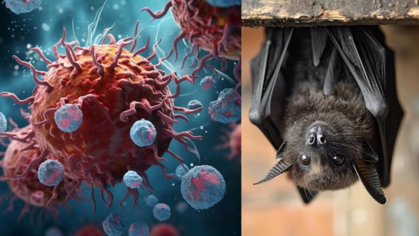 Marburg Virus Outbreak