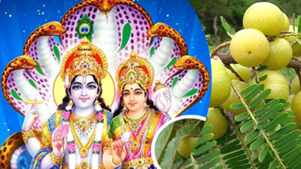 Akshaya Navami 2024 Kab Hai Date Shubh Muhurat Rituals and Significance of Amla Navami