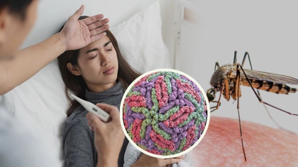 Dengue Cases in Haryana