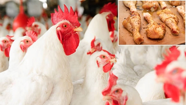 Risks of Eating Broiler Chicken Every Day