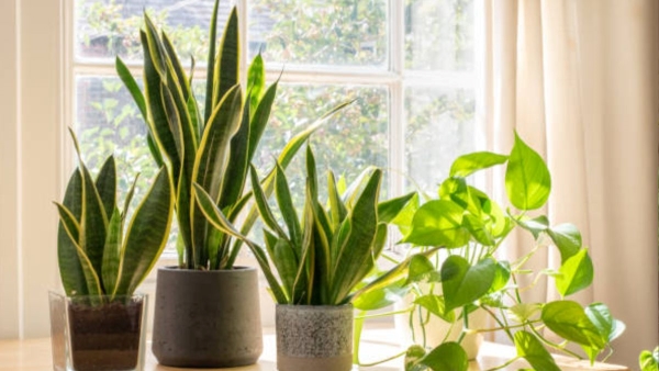 Air Purifying Plants