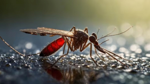 Japanese Encephalitis Case in Delhi