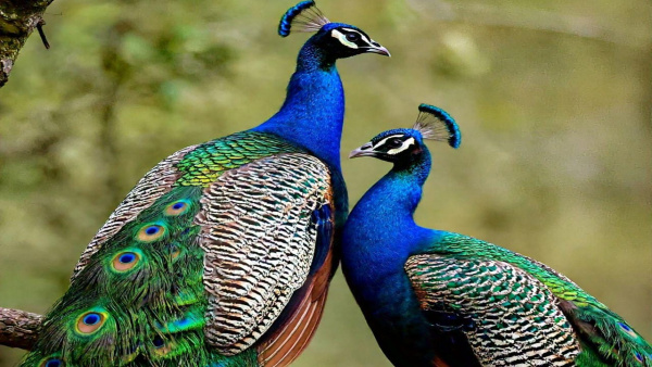 Sapne Me Mor Dekhna Seeing Peacock in Dreams is good or bad know the meaning in Hindi