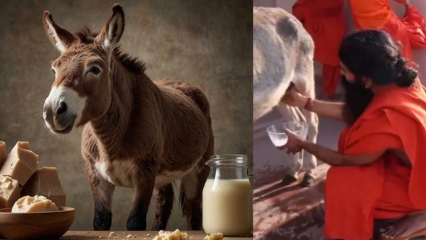Ramdev Baba Drink Donkey Milk