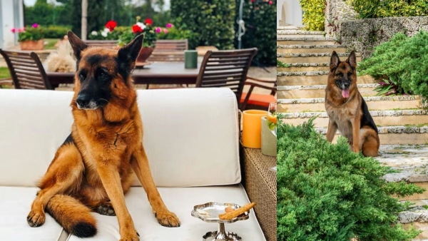 Richest dog in the world