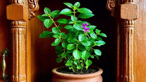 Tulsi Ka Paudha Daan Ya Gift Me De Sakte Hain Can we gift or donate tulsi plant