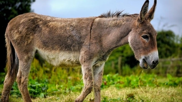 Ajab Gajab Traditions Colombia men make physical relations with donkey