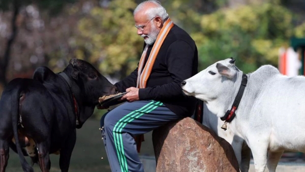 The world s smallest cattle breed from India