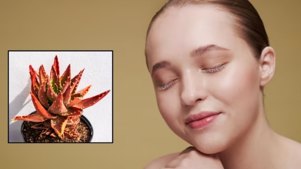 Red Aloe Vera for Skin Red Aloe Vera for Skin