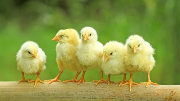 4 200 Chicks Found Dead in Latur District