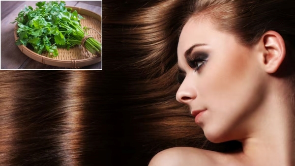 Coriander Leaves benefits hair growth dandruff treatment Coriander Leaves benefits hair growth dandruff treatment