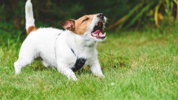 What happens if a vaccinated dog bites you