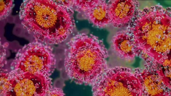 North America Reports First Henipavirus Case