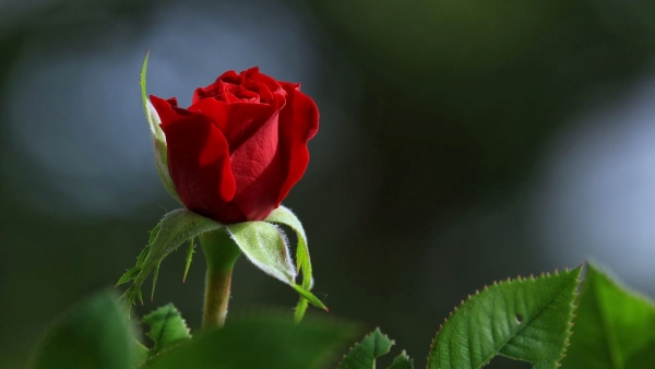 Rose Day Urdu Shayari