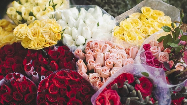 Choose the Perfect Rose for Your Partner s Zodiac Signs