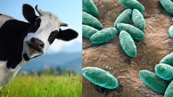 Brucellosis Outbreak in Rajasthan