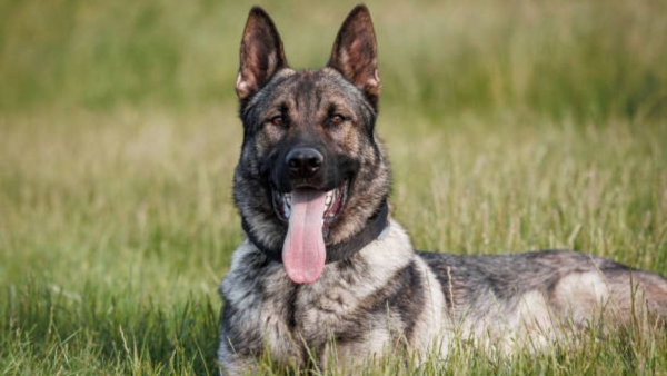 Tips for Choosing a Safe and Suitable Dog Breed Tips for Choosing a Safe and Suitable Dog Breed